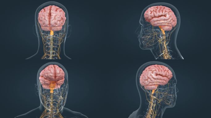 医疗 医学 人体 器官 大脑 三维 动画