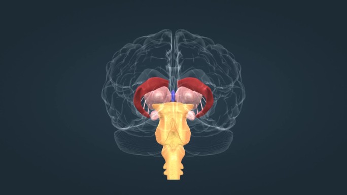 垂体 丘脑 脑干 扁桃体 豆状核三维动画