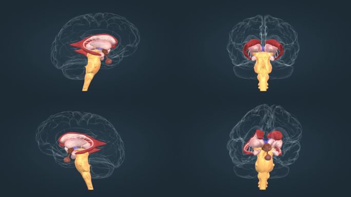 垂体 丘脑 脑干 扁桃体 豆状核三维动画