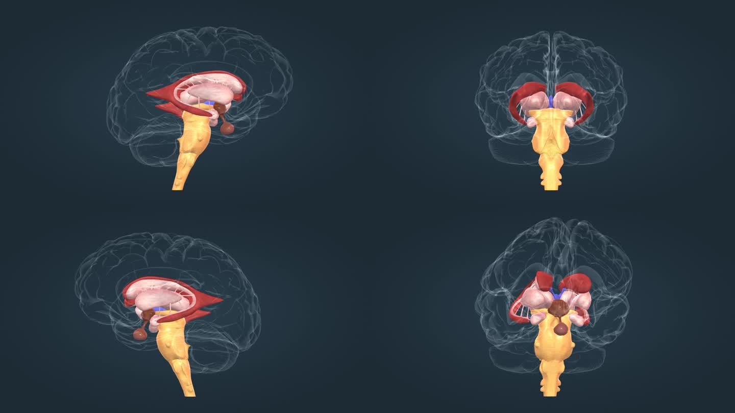 垂体 丘脑 脑干 扁桃体 豆状核三维动画
