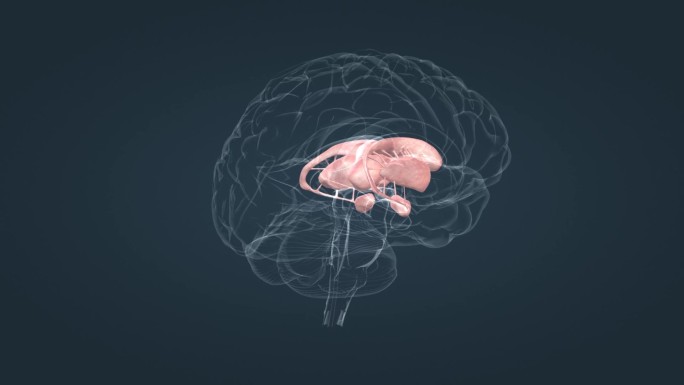 大脑 小脑 脑室 脑干 下丘脑 脑垂体
