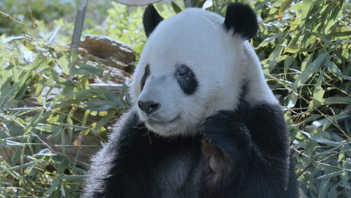 国家级保护动物大熊猫