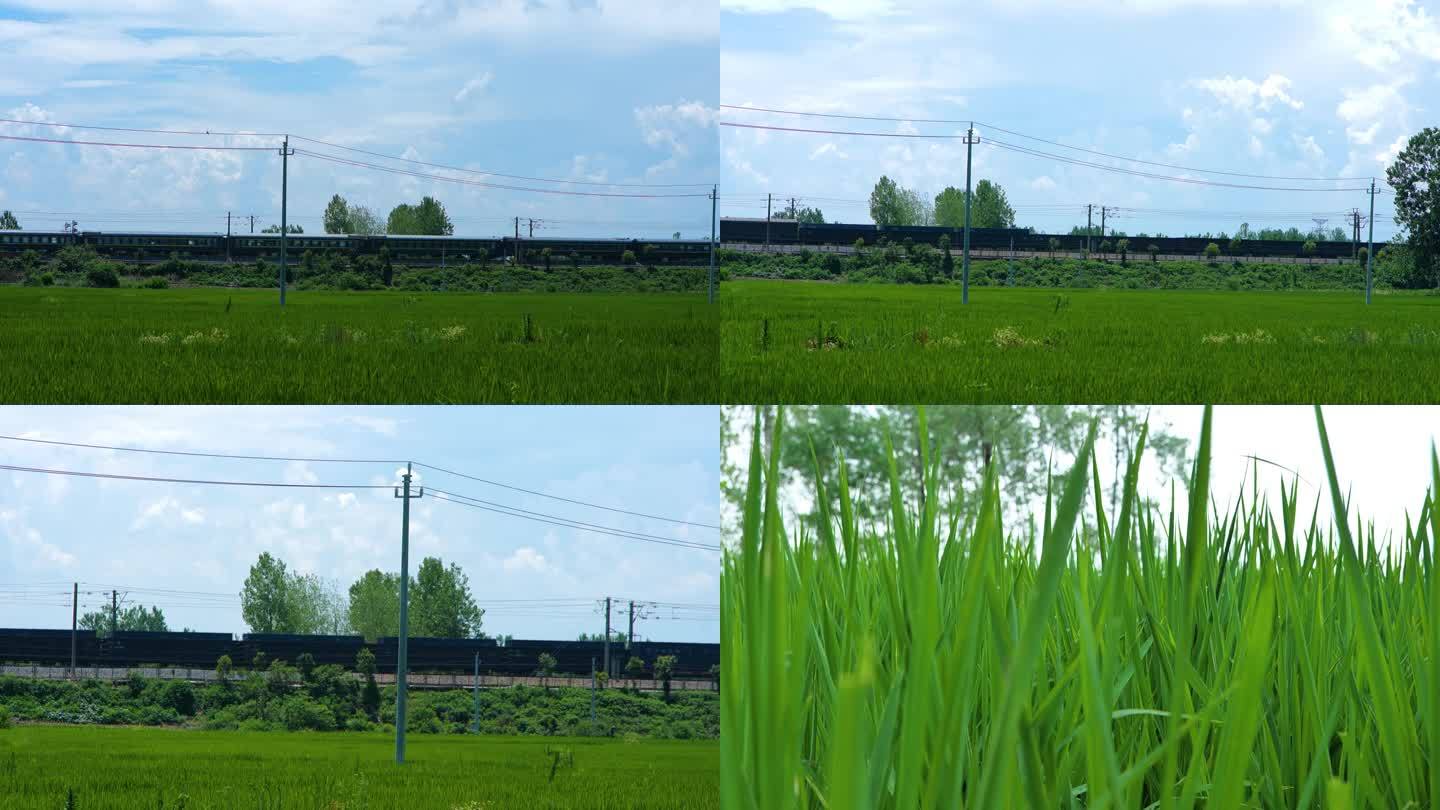 水稻田边上的火车跑过