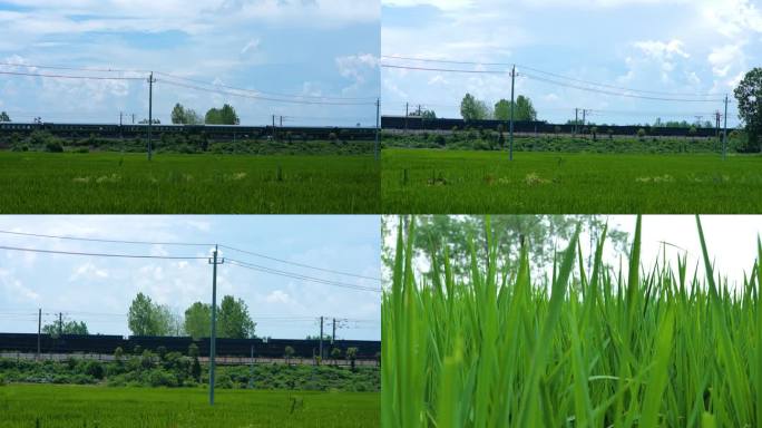 水稻田边上的火车跑过