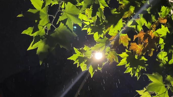 秋天秋日秋夜夜晚雨夜下雨梧桐树叶路灯雨水