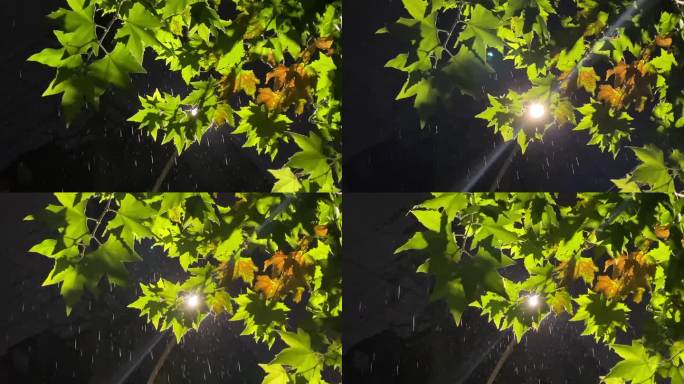 秋天秋日秋夜夜晚雨夜下雨梧桐树叶路灯雨水