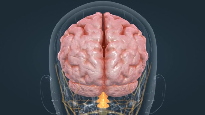 医疗 三维 人体 器官 大脑 神经 动画