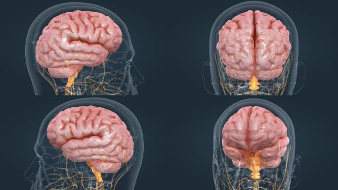 医疗 三维 人体 器官 大脑 神经 动画