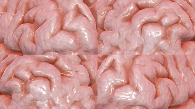 脑纹 脑室 大脑 小脑 脑室 三维动画
