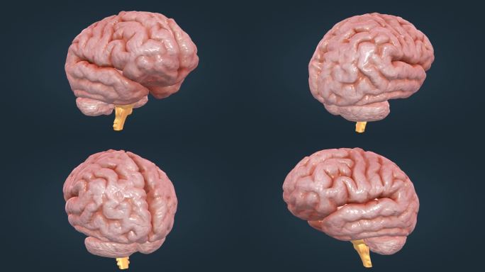医学 医疗 人体器官 大脑小脑 三维动画