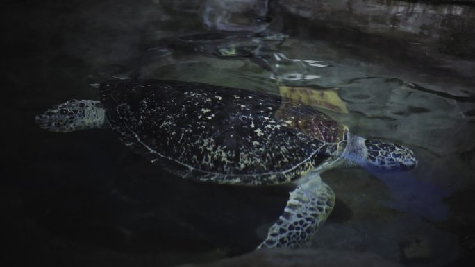 水族馆中的海龟