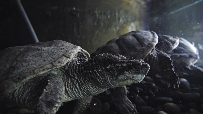 水族馆中的海龟