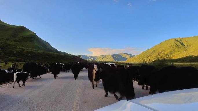 航拍青藏高原藏族青海牦牛吃奶顶架小牦牛犊