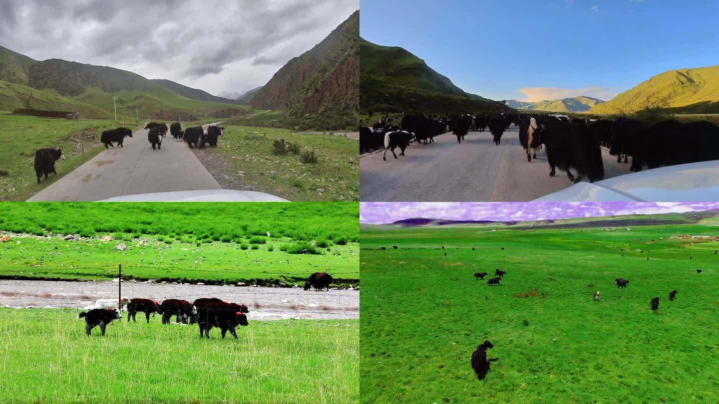 航拍青藏高原藏族青海牦牛吃奶顶架小牦牛犊