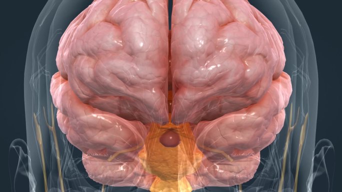 大脑 小脑 脑干 脊髓 脑室 丘脑 垂体
