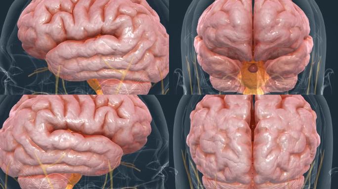 大脑 小脑 脑干 脊髓 脑室 丘脑 垂体