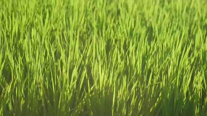 实拍大米稻田视频素材-3