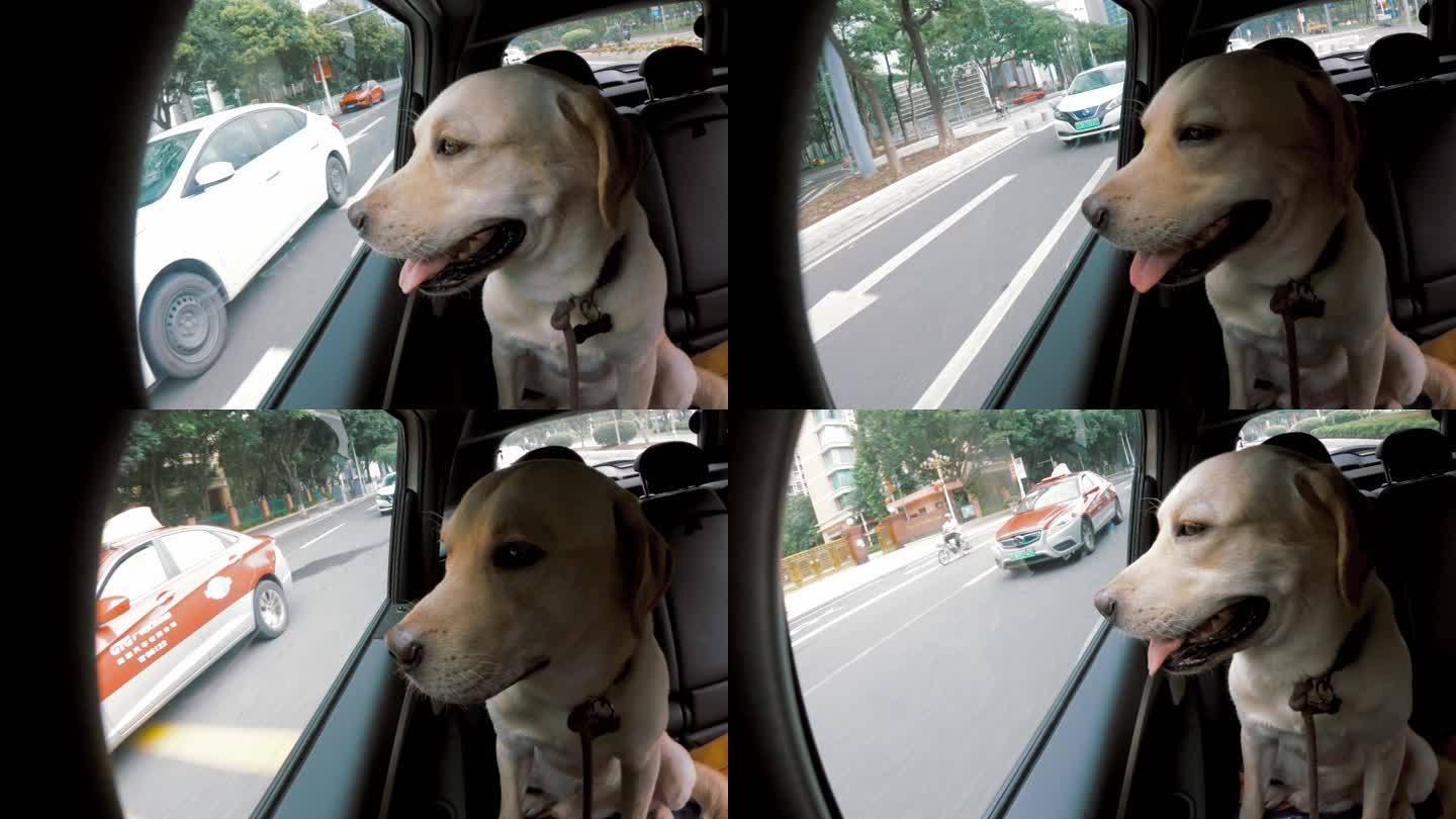 宠物狗坐车