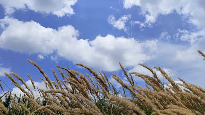 夏日山野