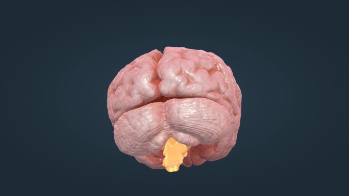 大脑 小脑 脑干 医学 医疗 脑室 间脑
