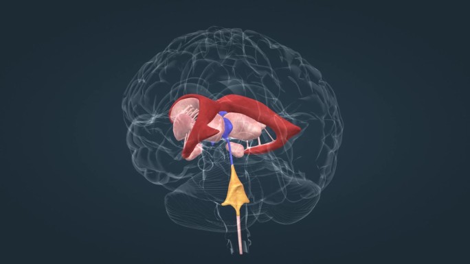 大脑 神经 脑干 脑室 丘脑 垂体 医学