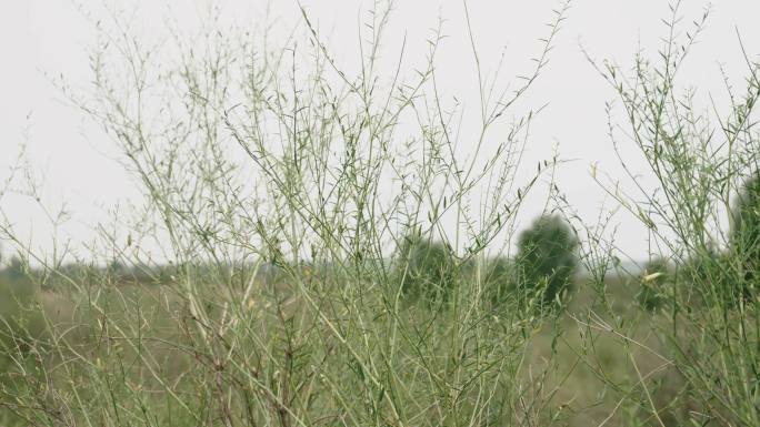 沙漠植物杨柴