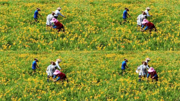 萱草花园里航拍农妇工人采摘新农村乡村振兴