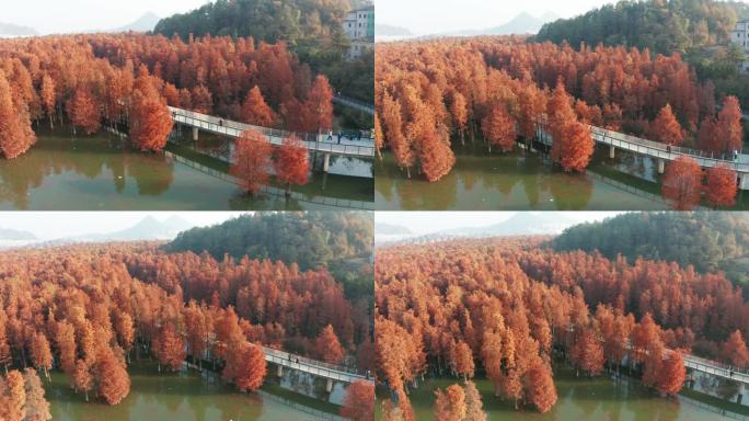 杭州临安青山湖水杉林秋季风光航拍