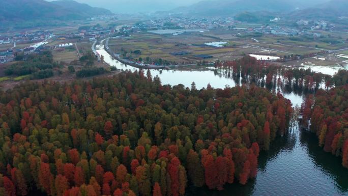 宁波余姚四明湖红杉林湿地风光航拍