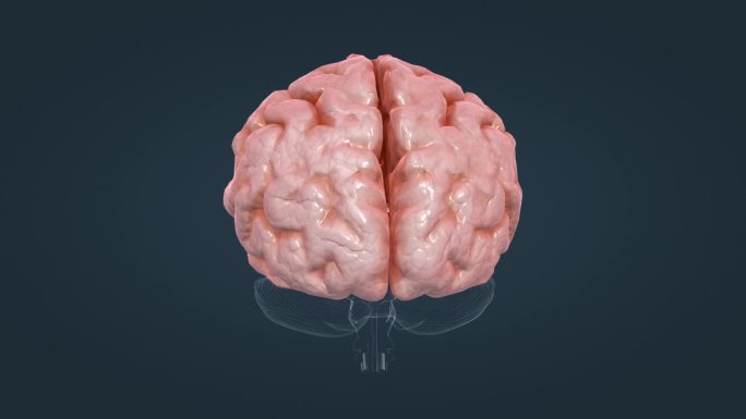 大脑 丘脑 医学 人体 器官 三维 动画
