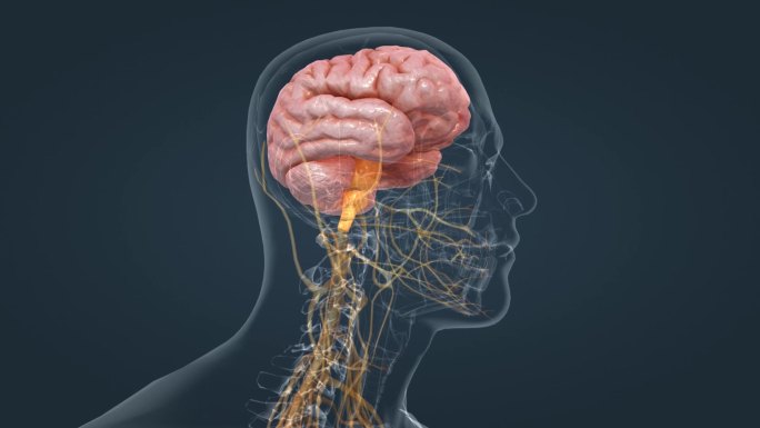 医学动画 人体动画 三维人体 脊髓 脑室