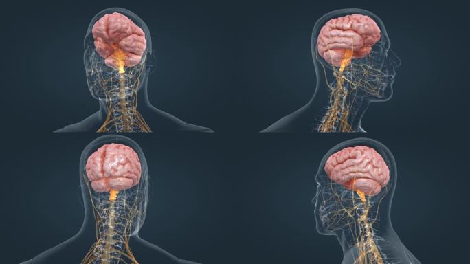 医学动画 人体动画 三维人体 脊髓 脑室