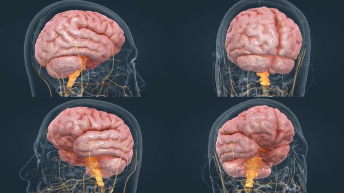 脑室系统 脊髓 中枢神经系统 三维人体