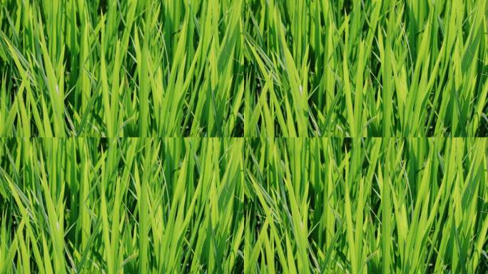 嫩绿色的秧苗，夏天绿油油的水稻田