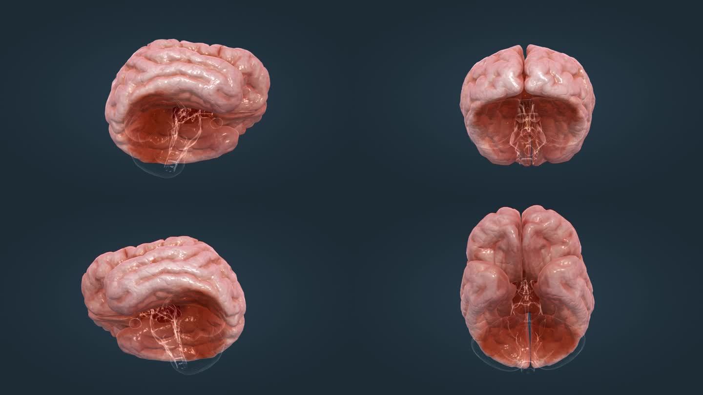 间脑 大脑 脑室 间脑 主基底节 动画