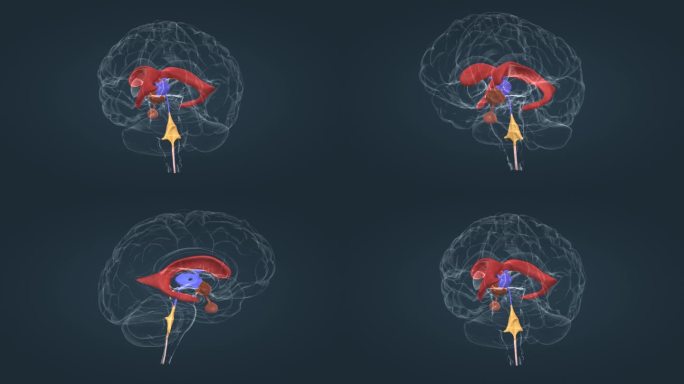 丘脑 侧脑室 第三脑室 第四脑室 豆状核