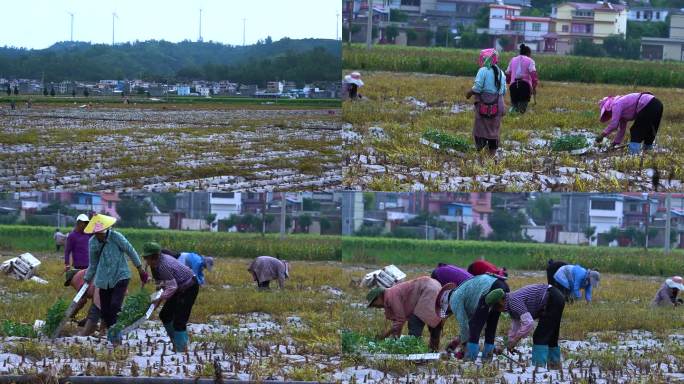 田间集体劳动的农民场景