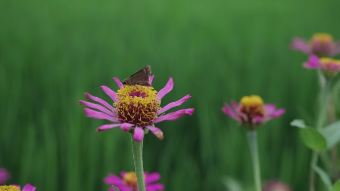 高清农田生态环境中的蝴蝶采蜜