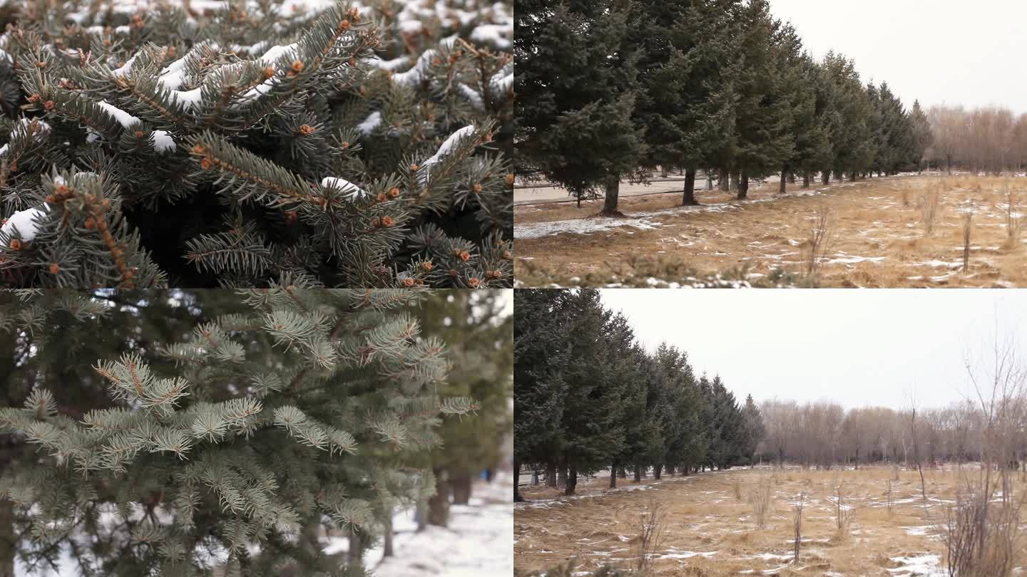 北方东北冬季冬天雪景下雪松树枝头积雪特写