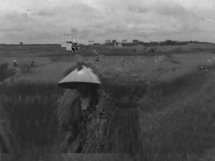 50年代水稻收割 人工收割 人工脱粒