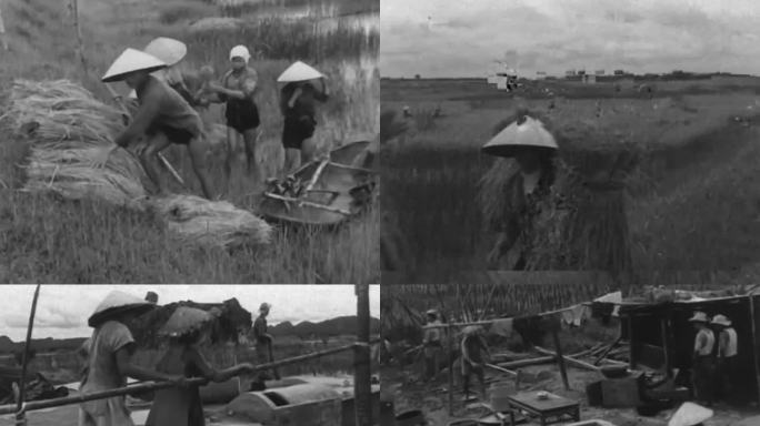 50年代水稻收割 人工收割 人工脱粒