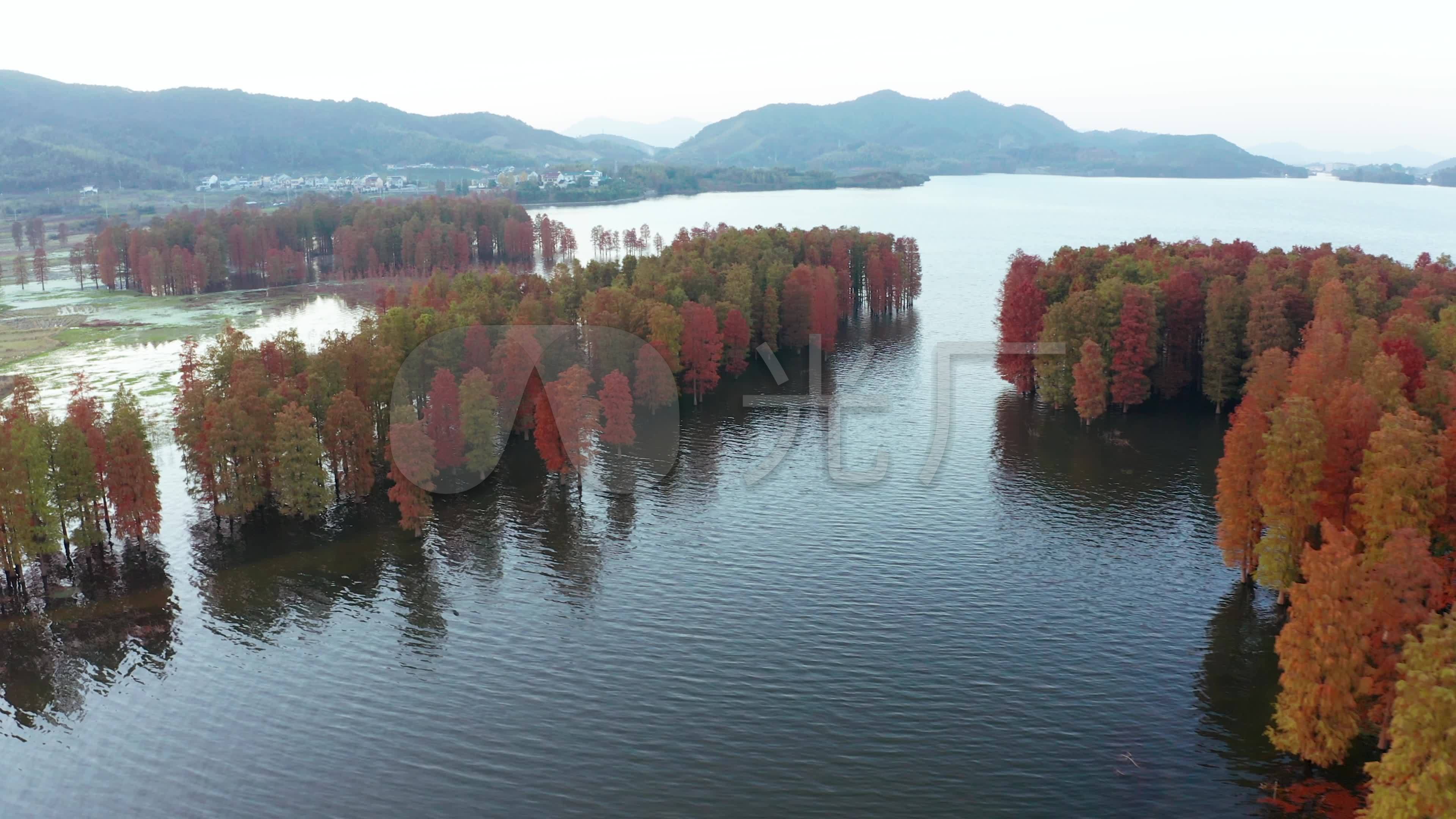 余姚四明湖水杉林航拍_3840X2160_高清视频素材下载(编号:6887674)_实拍视频_光厂(VJ师网) www.vjshi.com