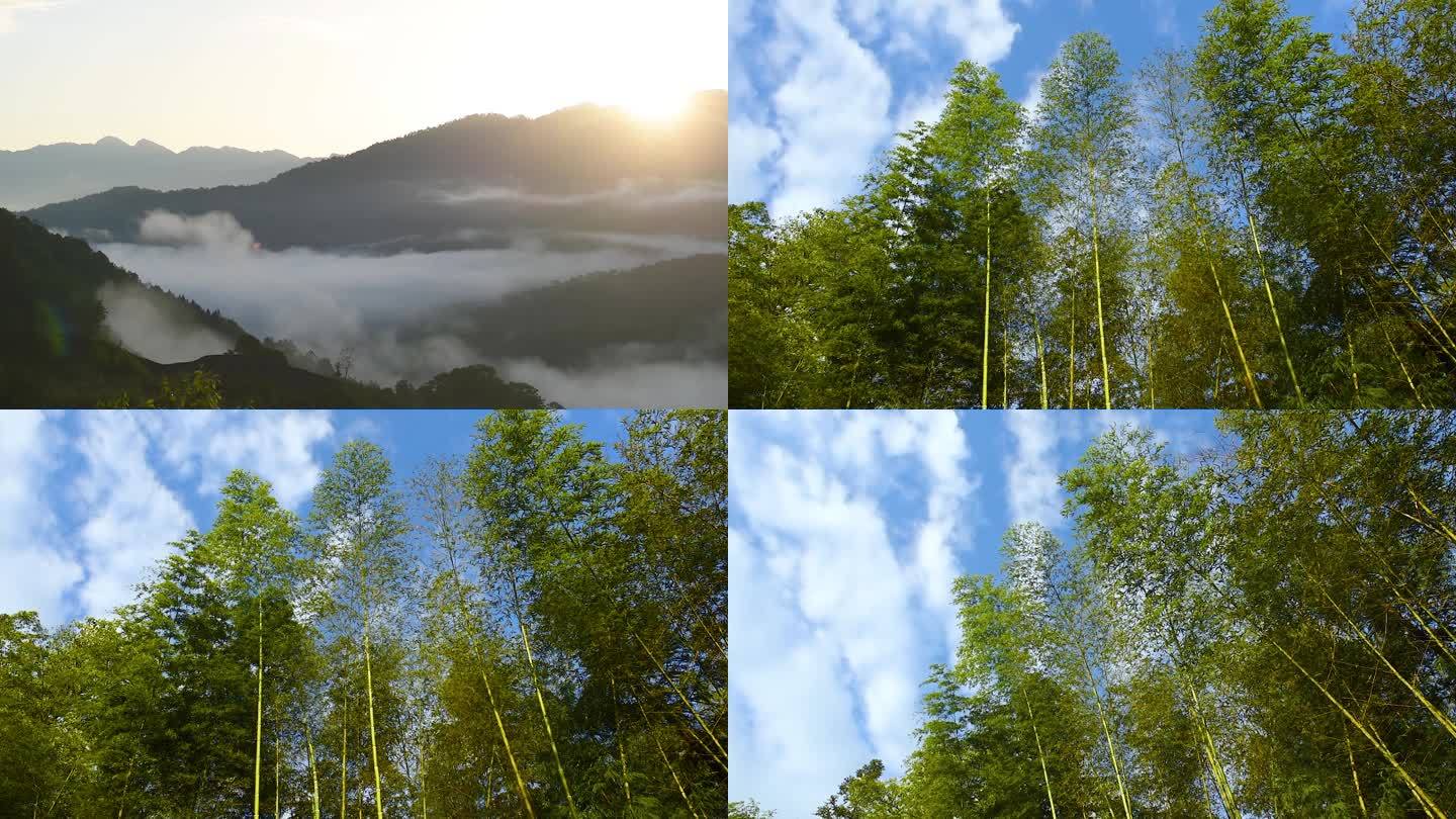日出云海唯美生态竹高林天空延时视频