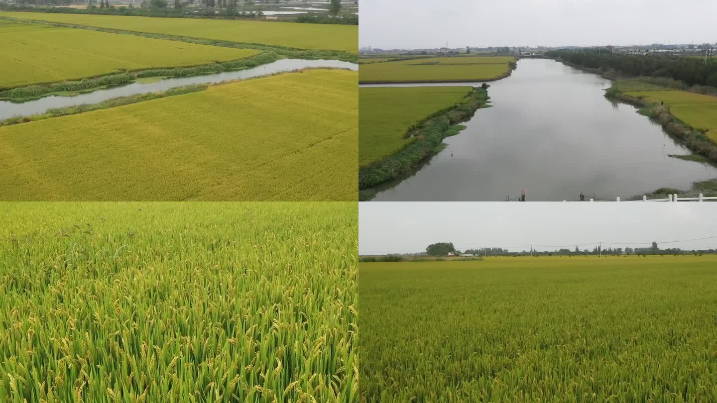 航拍兴化大米水稻乡村农田小河水视频宣传