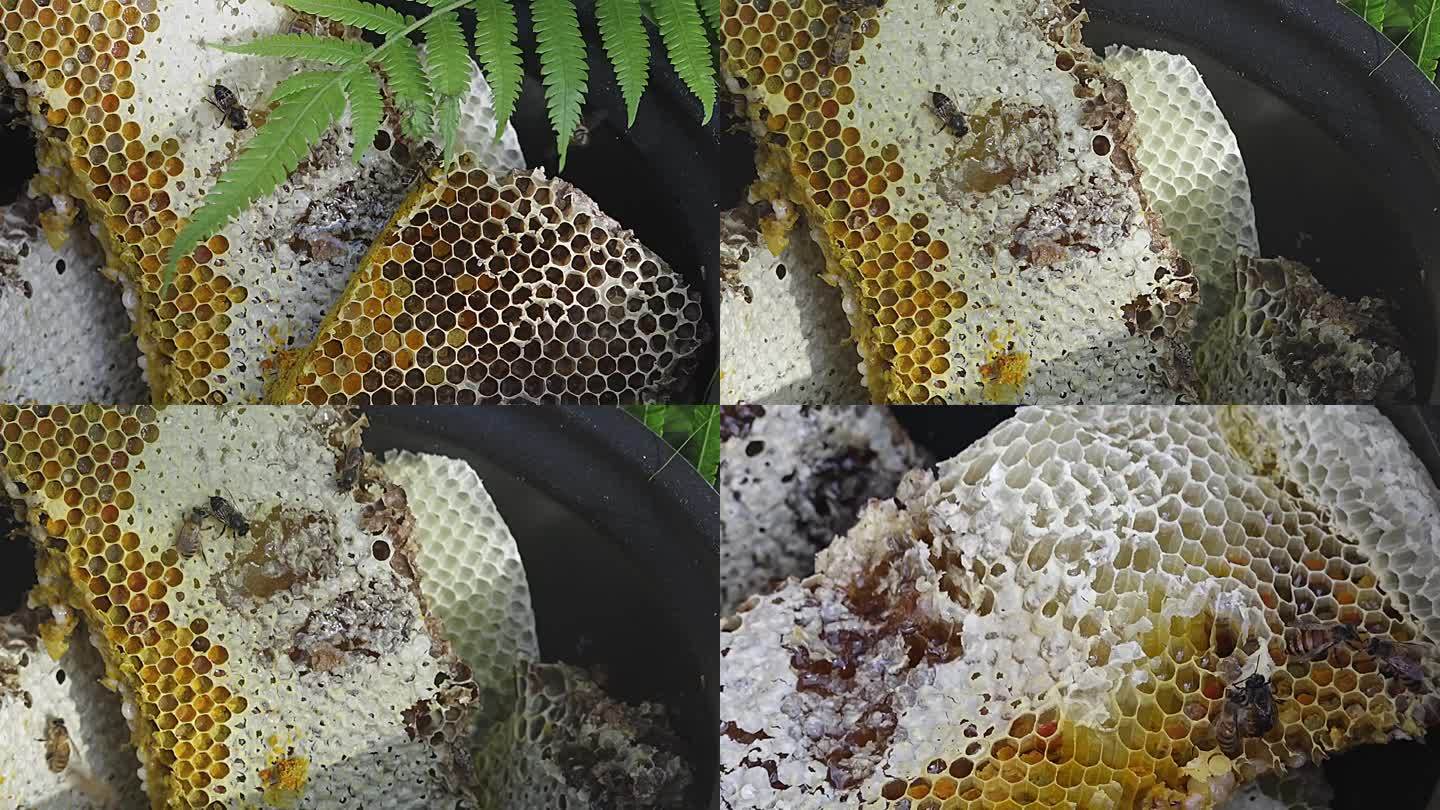 蜂农取纯天然野生蜂蜜