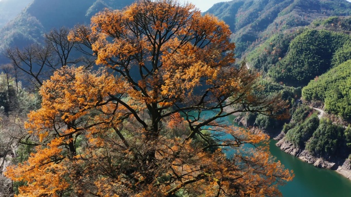 宁波四明山茅镬古树公园金钱松航拍