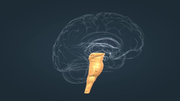 三维 人体 器官 透明 大脑 脑干 动画