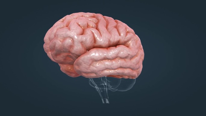 脑桥 间脑 基底核 侧脑室 神经通路