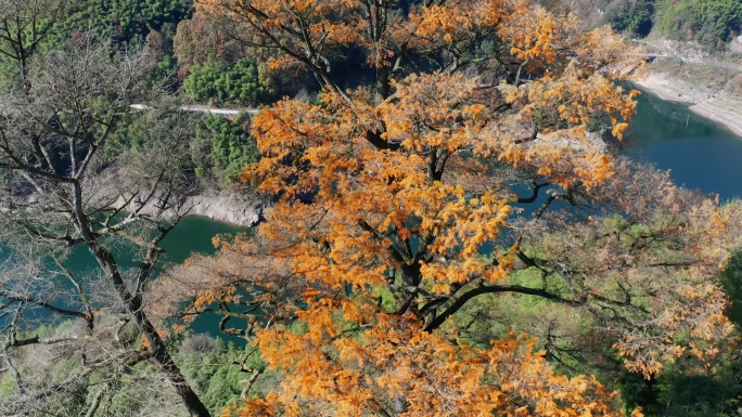 宁波四明山茅镬古树公园航拍