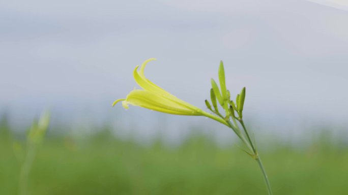 金针 黄花菜 大同黄花 采摘 忘忧草